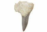Fossil Ginsu Shark (Cretoxyrhina) Tooth - Kansas #219136-1